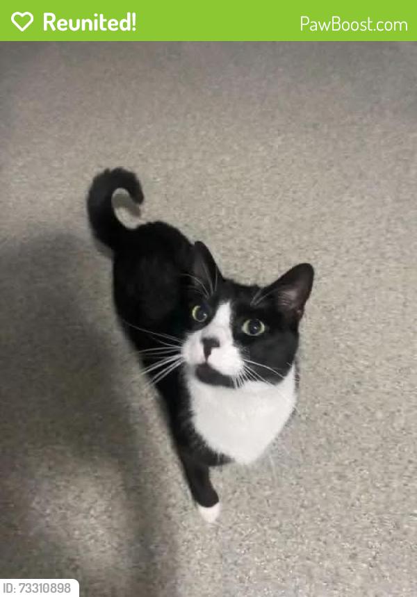 Reunited Male Cat last seen Western blvd / Schuab Dr, Raleigh, NC 27606