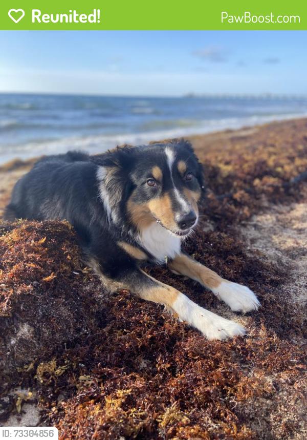 Reunited Male Dog last seen Near Buford Hwy NE #780B Brookhaven, GA 30329 United States, Atlanta, GA 30329