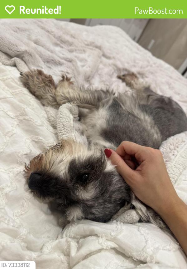 Reunited Male Dog last seen sw Malmo rd and Sw Alvaton ave, Port St. Lucie, FL 34953