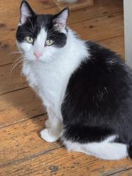 Reunited Male Cat last seen In my back garden, Spencer Rise, Greater London, England NW5 1HN