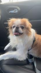 Reunited Male Dog last seen East Edwardsville Road, Wood River, IL 62095