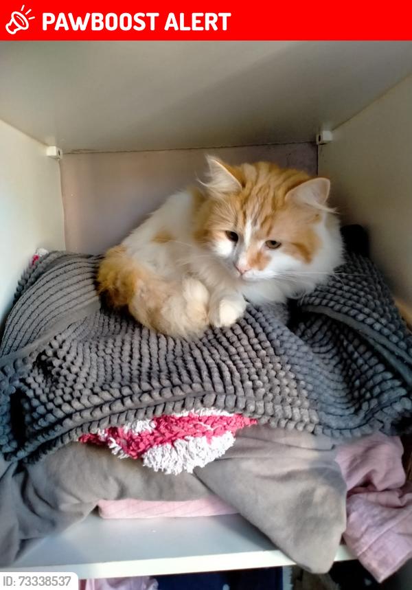 Lost Male Cat last seen Harefield primary school, Southampton, England SO18 5EA
