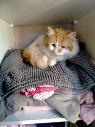 Lost Male Cat last seen Harefield primary school, Southampton, England SO18 5EA