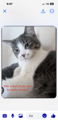 Lost Male Cat last seen Farrington, Saint Paul, MN 55103