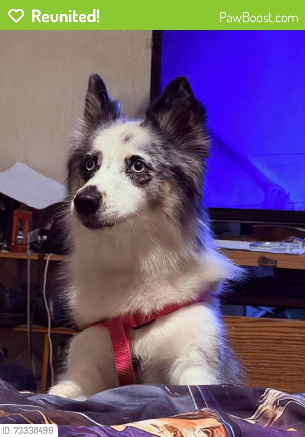 Reunited Female Dog last seen Near st w and 15 ave w, Bradenton, FL 34205