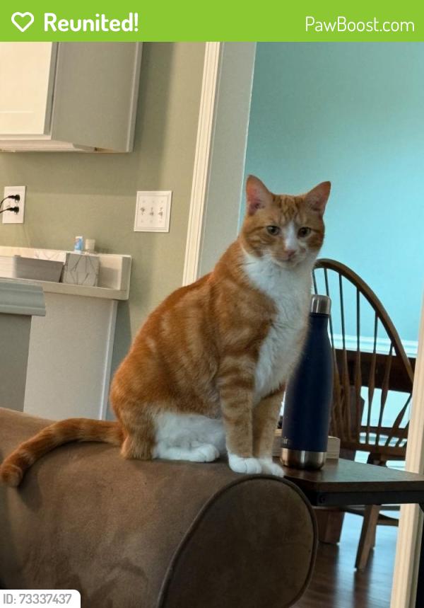 Reunited Male Cat last seen Near Oxborough Way, Johns Creek, GA 30005