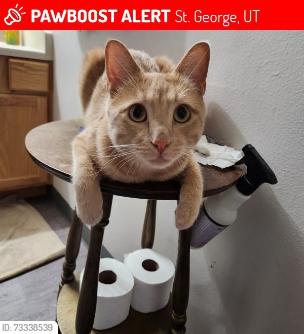 Lost Male Cat last seen S River Rd Fountain Heights apmts Bldg S, St. George, UT 84790