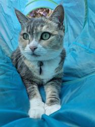 Lost Female Cat last seen Junction Road, Ruse, NSW 2560