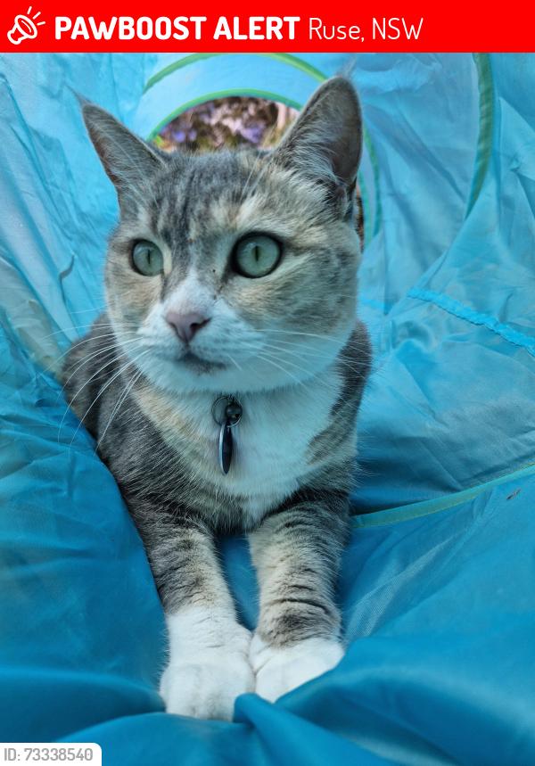 Lost Female Cat last seen Junction Road, Ruse, NSW 2560