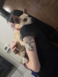 Found/Stray Male Dog last seen Stoney Pt Rd & Dundle Rd Fayetteville NC, Fayetteville, NC 28306