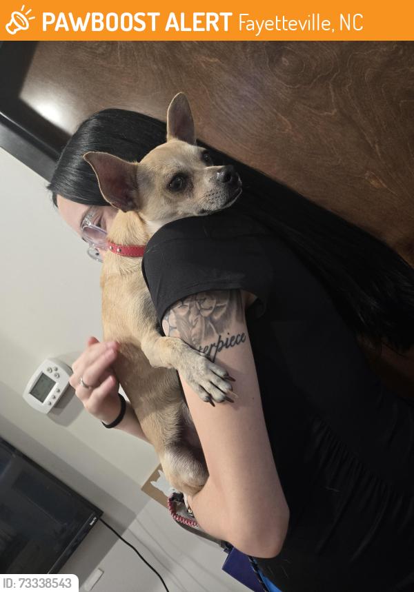 Found/Stray Male Dog last seen Stoney Pt Rd & Dundle Rd Fayetteville NC, Fayetteville, NC 28306