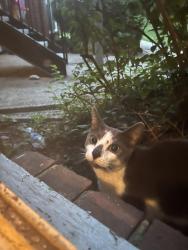 Found/Stray Unknown Cat last seen Lake ridge middle school, Lake Ridge, VA 22192