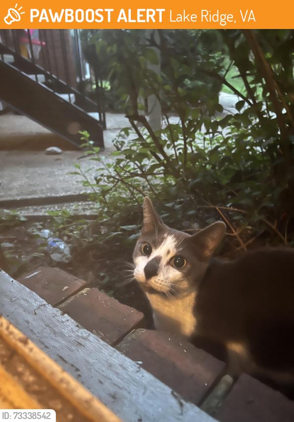 Found/Stray Unknown Cat last seen Lake ridge middle school, Lake Ridge, VA 22192