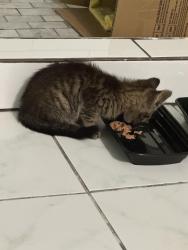 Found/Stray Male Cat last seen Sudie Communities, Dallas, GA 30157