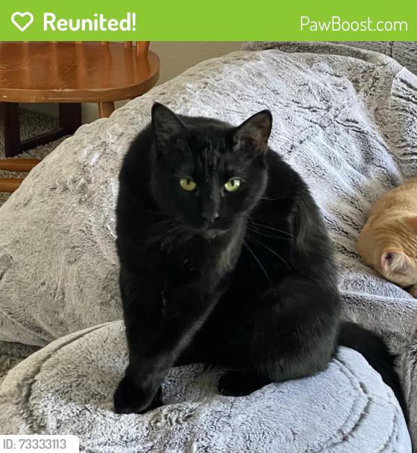 Reunited Male Cat last seen Calverton Pines and Meadow crossing, Houston, TX 77095