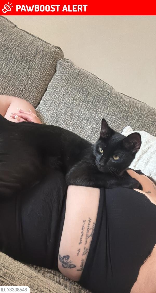 Lost Male Cat last seen havergate road, Ravenswood, England IP3 9UL