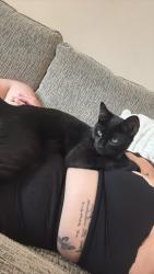Lost Male Cat last seen havergate road, Ravenswood, England IP3 9UL