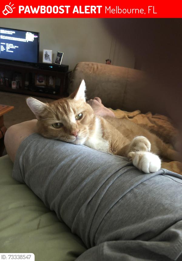 Lost Male Cat last seen Cadillac Circle West and Cadillac Circle North, Melbourne, FL 32935
