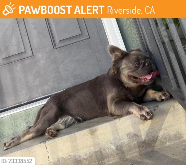 Found/Stray Female Dog last seen Van Buren & 91, Riverside, CA 92504
