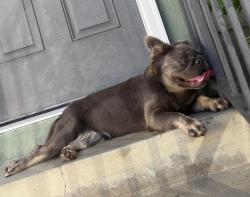Found/Stray Female Dog last seen Van Buren & 91, Riverside, CA 92504