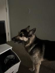 Lost Male Dog last seen E 29th st, Tucson, AZ 85710