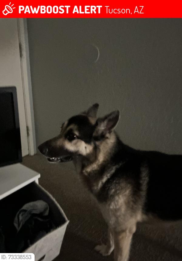 Lost Male Dog last seen E 29th st, Tucson, AZ 85710
