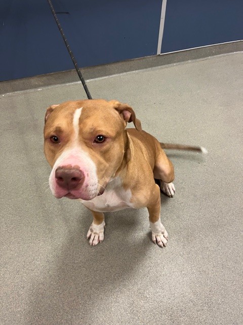 Shelter Stray Male Dog last seen Near BLOCK SW 211TH ST, 3599 NW 79th Ave, Doral, FL 33122, USA