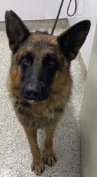 Shelter Stray Male Dog last seen Near BLOCK JOY RD DETROIT MI 48228, 7401 Chrysler Dr, Detroit, MI 48211, USA