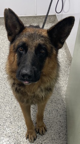 Shelter Stray Male Dog last seen Near BLOCK JOY RD DETROIT MI 48228, 7401 Chrysler Dr, Detroit, MI 48211, USA