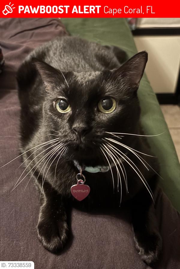 Lost Female Cat last seen Hancock Bridge Parkway and NE 12th Ct, Cape Coral, FL 33990