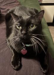 Lost Female Cat last seen Hancock Bridge Parkway and NE 12th Ct, Cape Coral, FL 33990