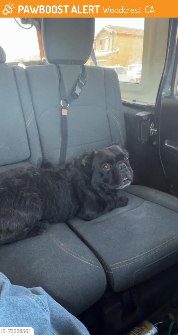 Found/Stray Male Dog last seen Laurel canyon & Markham, Woodcrest, CA 92504