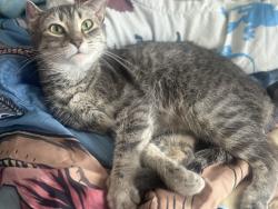 Lost Female Cat last seen Meinert ave and wren rd, Brooksville, FL 34613