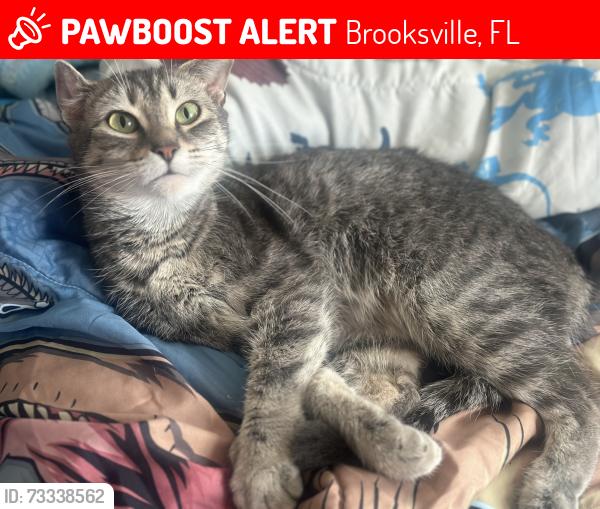 Lost Female Cat last seen Meinert ave and wren rd, Brooksville, FL 34613