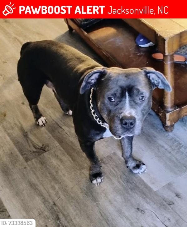 Lost Male Dog last seen Williams st elm st river st, Jacksonville, NC 28540