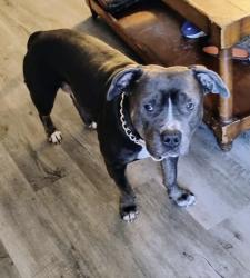 Lost Male Dog last seen Williams st elm st river st, Jacksonville, NC 28540