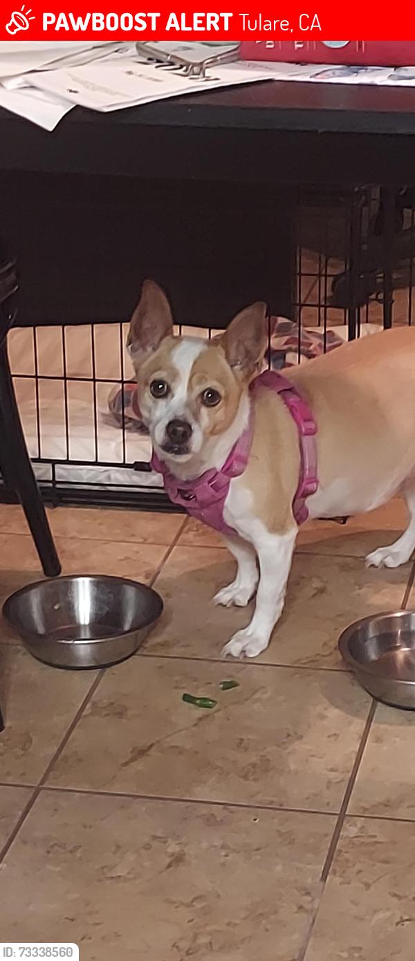 Lost Female Dog last seen Blackstone, Bardsley, Tulare, CA 93274
