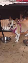 Lost Female Dog last seen Blackstone, Bardsley, Tulare, CA 93274