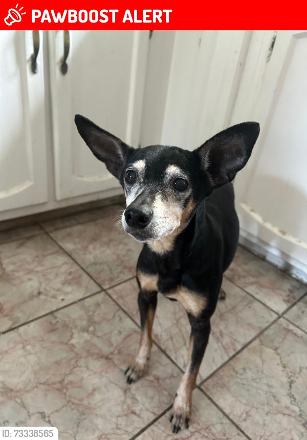 Lost Male Dog last seen Hampton Xing Norcross, Harvester Township, MO 63303