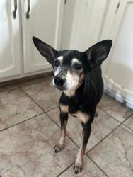 Lost Male Dog last seen Hampton Xing Norcross, Harvester Township, MO 63303