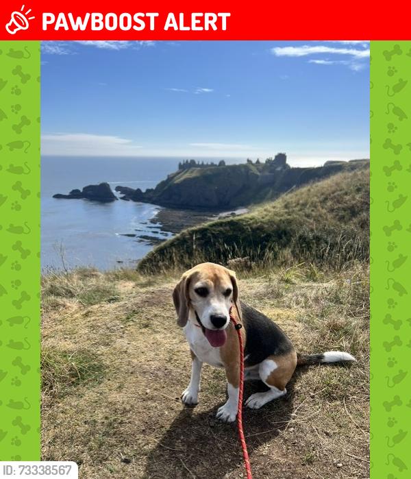 Lost Male Dog last seen half way up Scolty Hill, Auchattie, Scotland AB31 6PT