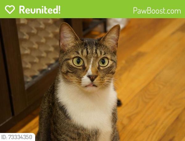 Reunited Male Cat last seen Middleton ave. Burger King in Bohemia. Lakeland ave, Bohemia, NY 11716
