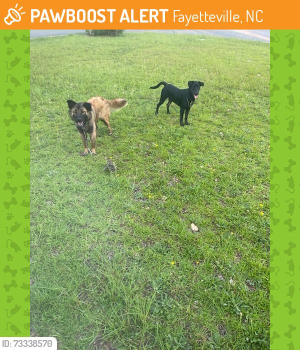 Found/Stray Unknown Dog last seen Bedrock dr, Fayetteville, NC 28303