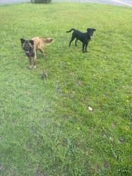 Found/Stray Unknown Dog last seen Bedrock dr, Fayetteville, NC 28303