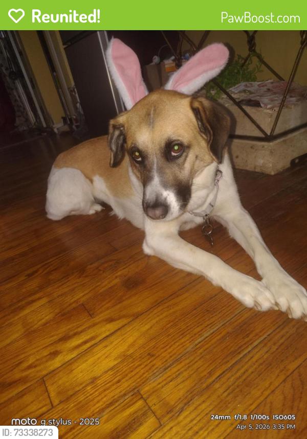 Reunited Female Dog last seen Seven in middlebelt, Livonia, MI 48152