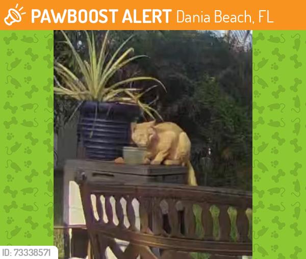 Found/Stray Unknown Cat last seen SE 3rd Place, Dania Beach, FL 33004