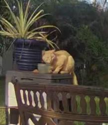 Found/Stray Unknown Cat last seen SE 3rd Place, Dania Beach, FL 33004