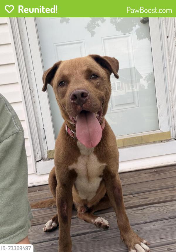 Reunited Male Dog last seen Chapman funeral home, Stony Point, NC 28678