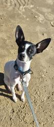 Reunited Male Dog last seen Princewood & Merchant, Denton, TX 76207