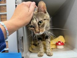 Shelter Stray Female Cat last seen NEW YORK, NY, 10029, 326 E 110th St, New York, NY 10029, USA